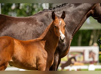 Caballo de deporte alemán, Semental, Potro (05/2024), 170 cm, Castaño