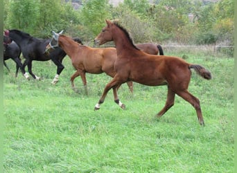 Caballo de deporte alemán, Semental, Potro (04/2025), 170 cm, Castaño