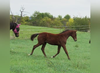 Caballo de deporte alemán, Semental, Potro (04/2025), 170 cm, Castaño
