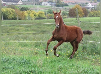 Caballo de deporte alemán, Semental, Potro (04/2025), 170 cm, Castaño