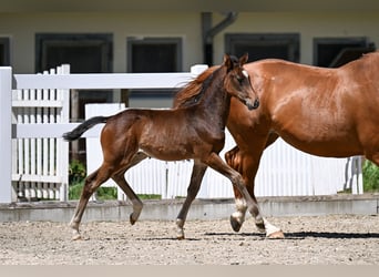 Caballo de deporte alemán, Semental, Potro (04/2026), 170 cm, Castaño