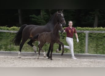 Caballo de deporte alemán, Semental, Potro (04/2024), 170 cm, Castaño oscuro