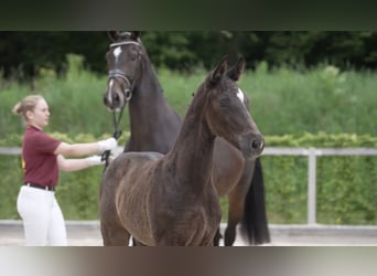 Caballo de deporte alemán, Semental, Potro (04/2024), 170 cm, Castaño oscuro