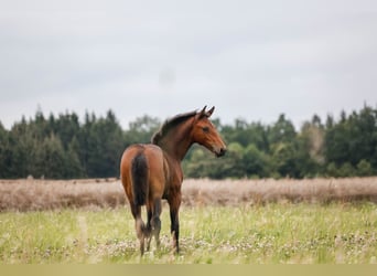 Caballo de deporte alemán, Semental, Potro (04/2024), 170 cm, Castaño oscuro