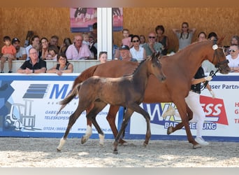 Caballo de deporte alemán, Semental, Potro (04/2026), 170 cm, Morcillo