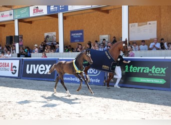 Caballo de deporte alemán, Semental, Potro (04/2026), 170 cm, Morcillo