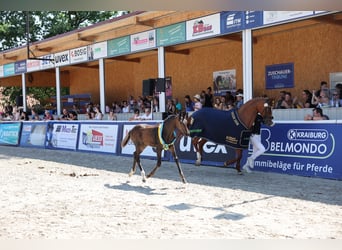 Caballo de deporte alemán, Semental, Potro (04/2026), 170 cm, Morcillo