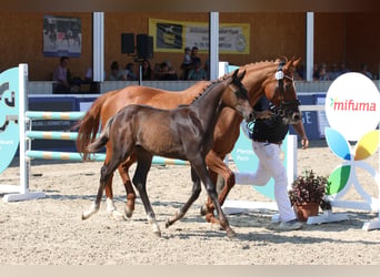 Caballo de deporte alemán, Semental, Potro (04/2026), 170 cm, Morcillo