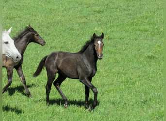 Caballo de deporte alemán, Semental, Potro (03/2026), 170 cm, Musgo