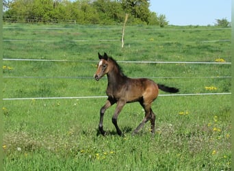 Caballo de deporte alemán, Semental, Potro (03/2026), 170 cm, Musgo