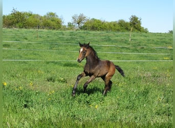 Caballo de deporte alemán, Semental, Potro (03/2026), 170 cm, Musgo