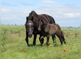 Caballo de deporte alemán, Semental, Potro (05/2026), 170 cm, Negro