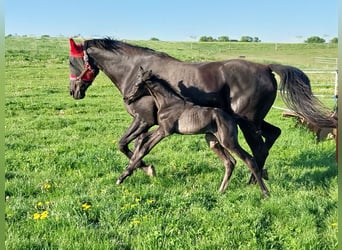 Caballo de deporte alemán, Semental, , 170 cm, Negro