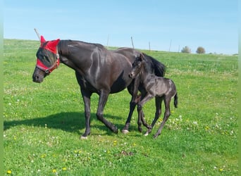 Caballo de deporte alemán, Semental, , 170 cm, Negro