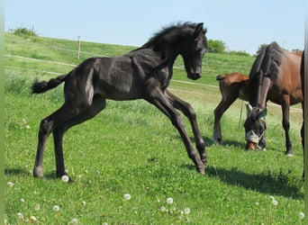Caballo de deporte alemán, Semental, , 170 cm, Negro