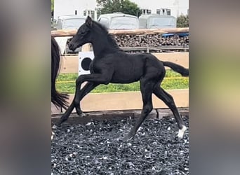 Caballo de deporte alemán, Semental, Potro (05/2024), 170 cm, Negro