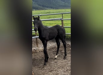 Caballo de deporte alemán, Semental, Potro (05/2024), 170 cm, Negro