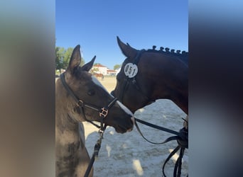 Caballo de deporte alemán, Semental, Potro (01/2026), 170 cm, Negro