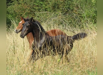 Caballo de deporte alemán, Semental, Potro (04/2025), 170 cm, Negro