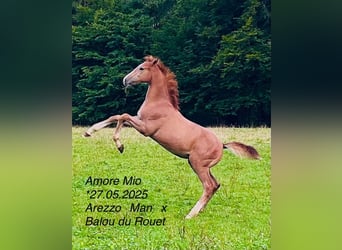 Caballo de deporte alemán, Semental, Potro (05/2025), 170 cm, Tordo