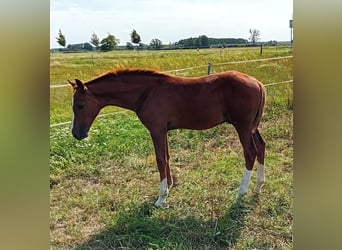 Caballo de deporte alemán, Semental, Potro (04/2024), 172 cm, Alazán