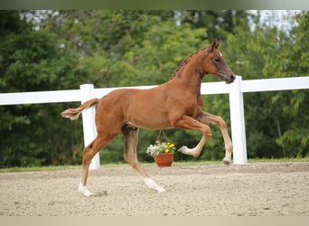 Caballo de deporte alemán, Semental, Potro (04/2024), 172 cm, Alazán-tostado