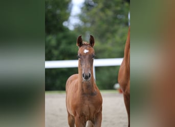 Caballo de deporte alemán, Semental, Potro (04/2024), 172 cm, Alazán-tostado