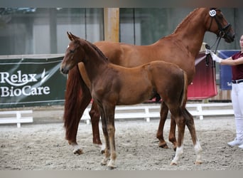 Caballo de deporte alemán, Semental, Potro (04/2024), 172 cm, Alazán-tostado