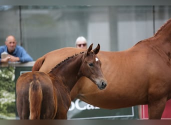 Caballo de deporte alemán, Semental, Potro (04/2024), 172 cm, Alazán-tostado