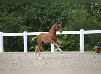 Caballo de deporte alemán, Semental, Potro (04/2024), 172 cm, Alazán-tostado