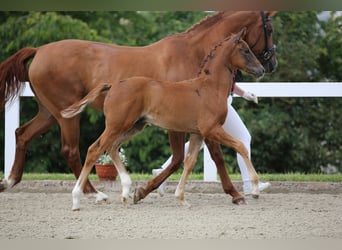 Caballo de deporte alemán, Semental, Potro (04/2024), 172 cm, Alazán-tostado