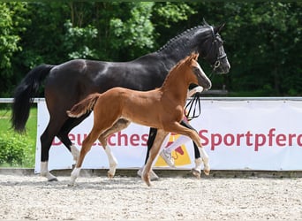 Caballo de deporte alemán, Semental, Potro (04/2024), 172 cm, Alazán-tostado