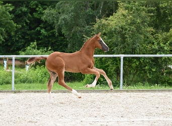 Caballo de deporte alemán, Semental, Potro (04/2024), 172 cm, Alazán-tostado