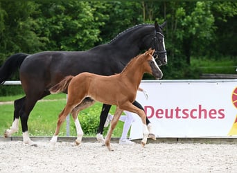 Caballo de deporte alemán, Semental, Potro (04/2024), 172 cm, Alazán-tostado