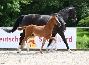 Caballo de deporte alemán, Semental, Potro (04/2024), 172 cm, Alazán-tostado