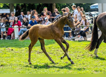 Caballo de deporte alemán, Semental, Potro (05/2024), 172 cm, Castaño