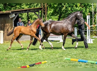 Caballo de deporte alemán, Semental, Potro (05/2024), 172 cm, Castaño