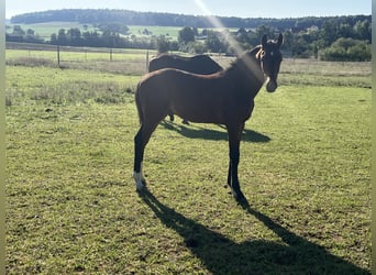 Caballo de deporte alemán, Semental, Potro (01/2025), 172 cm, Castaño