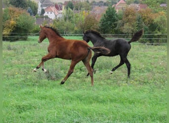 Caballo de deporte alemán, Semental, Potro (04/2025), 172 cm, Castaño