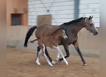 Caballo de deporte alemán, Semental, Potro (04/2024), 172 cm, Castaño