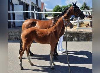 Caballo de deporte alemán, Semental, Potro (04/2024), 172 cm, Castaño