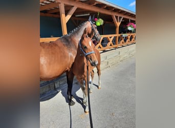 Caballo de deporte alemán, Semental, Potro (04/2024), 172 cm, Castaño