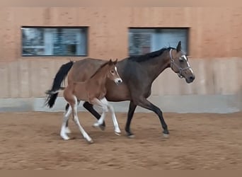 Caballo de deporte alemán, Semental, Potro (04/2024), 172 cm, Castaño