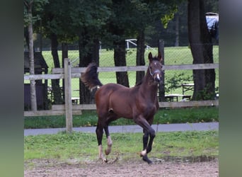 Caballo de deporte alemán, Semental, Potro (05/2025), 172 cm, Castaño oscuro