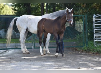Caballo de deporte alemán, Semental, Potro (05/2025), 172 cm, Castaño oscuro
