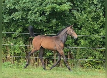 Caballo de deporte alemán, Semental, Potro (04/2025), 173 cm, Musgo