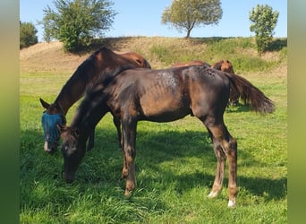 Caballo de deporte alemán, Semental, Potro (05/2024), 173 cm, Negro