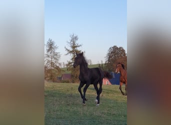 Caballo de deporte alemán, Semental, Potro (05/2024), 173 cm, Negro