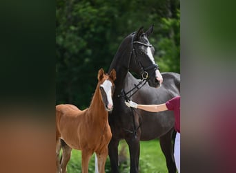 Caballo de deporte alemán, Semental, Potro (04/2024), 175 cm, Alazán-tostado