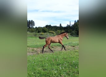 Caballo de deporte alemán, Semental, Potro (03/2025), 175 cm, Buckskin/Bayo
